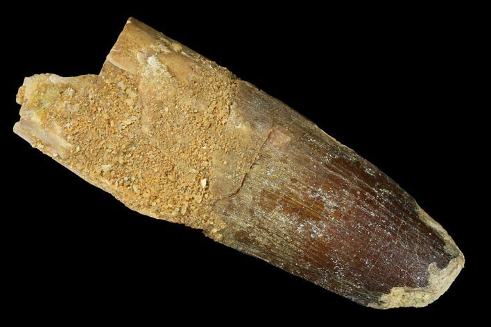 Bargain, Spinosaurus Tooth - Composite Root #182782